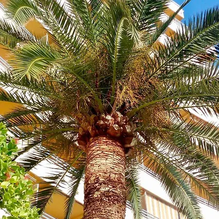 Voramar * كاليبي